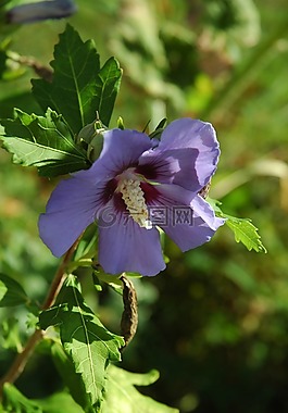 芙蓉,花,開花