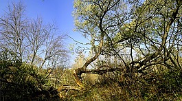 樹,性質(zhì),景觀