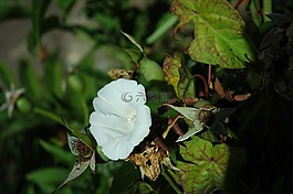 花,開花,夏季