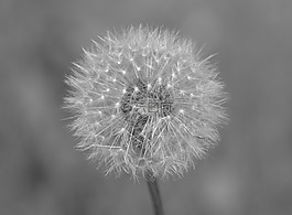 水果的蒲公英,白鷺,性質(zhì)