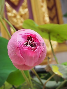 蓮花,花,粉紅色