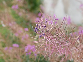 花,紫色,粉紅色