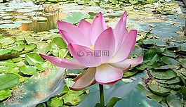 蓮花,花,粉紅色