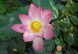 蓮花,花,粉紅色