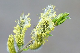 榛子,花序,开花