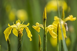 鳶尾花,百合,花