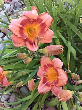 犹他州,号角,花