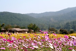鮮花,宇宙,在秋天