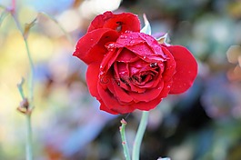 玫瑰,紅色,花