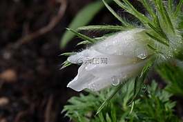 露水,露珠,花