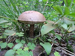 蘑菇,性質(zhì),真菌
