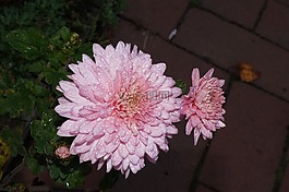 粉紅色,花,廠