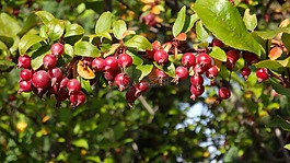 海棠,蘋果,紅色