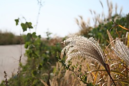 里德,秋季,国家