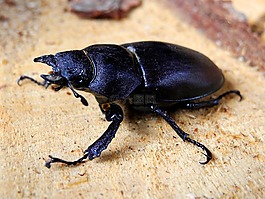 甲虫,roháč,女性