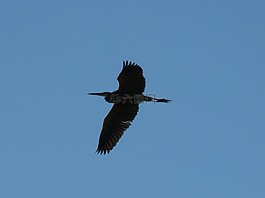 翠鳥,天空,藍色