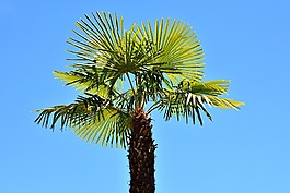 棕榈,夏季,假期