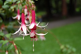 性質(zhì),花園,花