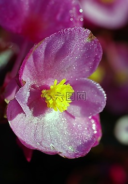 花,丁香,粉色