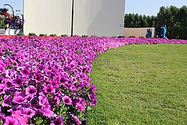 花園,鮮花,草