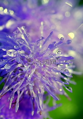 鮮花,滴,羅莎