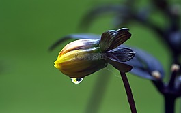 花,雨滴,黃色