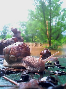 蠕蟲(chóng),蝸牛,動(dòng)物
