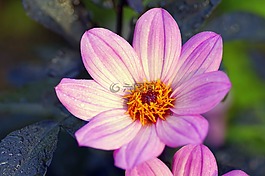 花,白色片狀,白花