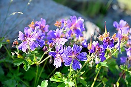 性質(zhì),花卉,植物