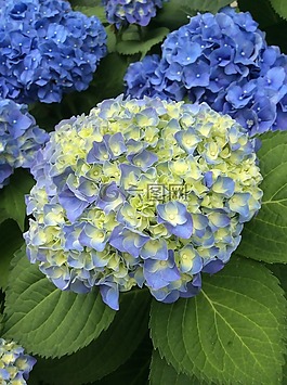 繡球,5 月,藍色
