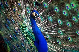 孔雀,鳥,顏色