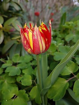 春,鮮花,郁金香