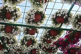 花壇,鮮花,花園