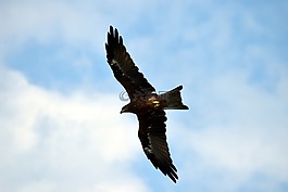 黑鳶,飛行,捕食者