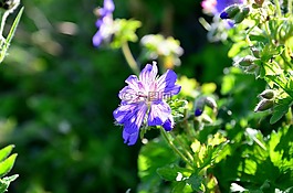 性質(zhì),花卉,植物