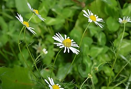 白色的花,雏菊档,野花