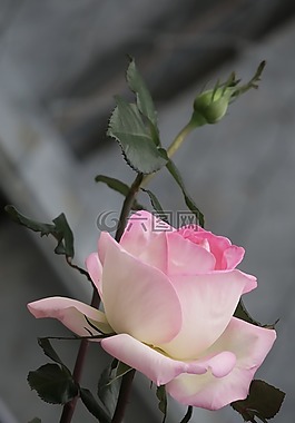 花,植物,葉子
