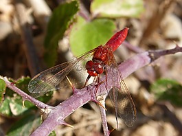 蜻蜓,菇trithemis,红蜻蜓