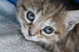 小貓,動物,寵物