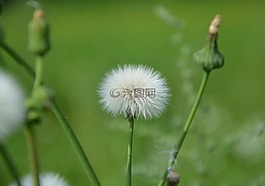 白鷺,鮮花,性質(zhì)