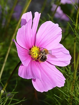 赫梅爾,花,開(kāi)花