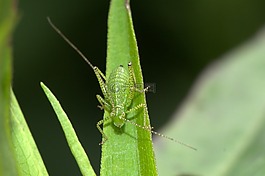 金鐘,落葉蝗蟲,昆蟲