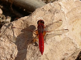蜻蜓,菇trithemis,红蜻蜓