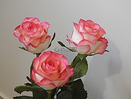 玫瑰,鮮花,性質(zhì)