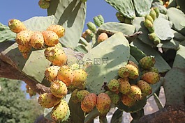 西西里,植物,意大利