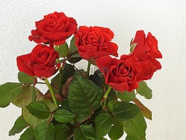 玫瑰,鮮花,性質(zhì)