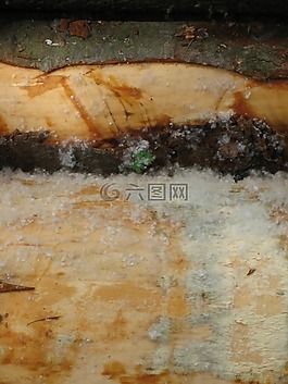 森林,木,薊