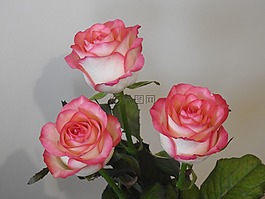 玫瑰,鮮花,性質(zhì)