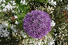 韭菜,花,开花