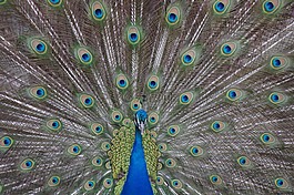 孔雀,費(fèi)城,動(dòng)物園